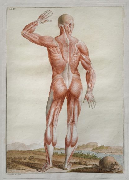 Paolo Mascagni - Anatomia per uso degli studiosi di scultura e  pittura - Riproduzione riservata