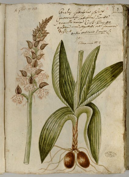 Pier Antonio Micheli - Ms 21 Orchidum Agri Florentini Icones - Riproduzione riservata