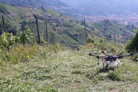 Trattamento con antiparassitari con drone - Riproduzione riservata