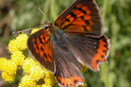 Foto di Leonardo Dapporto un esemplare della famiglia delle farfalle