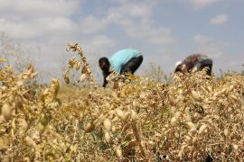 Foto realizzata nell'ambito dell' Agricultural Value Chain Project in Oromia del Dipartimento di Scienze per l'economia e l'impresa