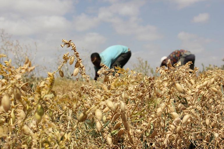 Foto realizzata nell'ambito dell' Agricultural Value Chain Project in Oromia del Dipartimento di Scienze per l'economia e l'impresa