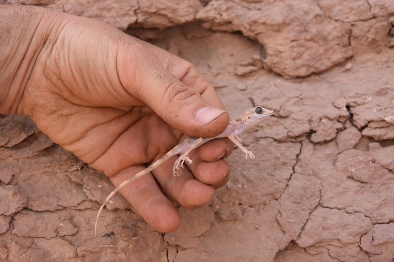 Un raro Geco-ragno di Misonne (Rhinogecko misonnei), specie endemica di Lut