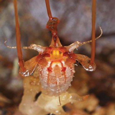 foto da rivista Phytotaxa Thismia neptunis dalla Malesia