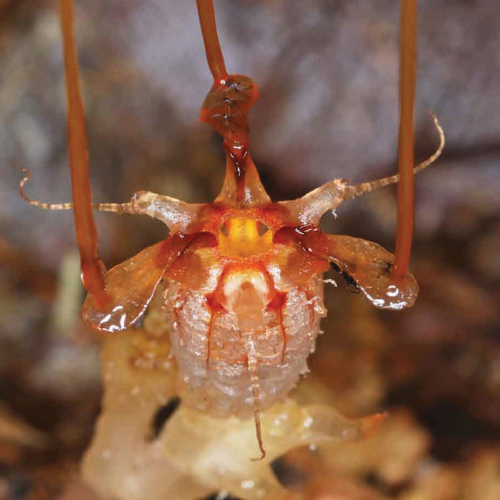 foto da rivista Phytotaxa Thismia neptunis dalla Malesia