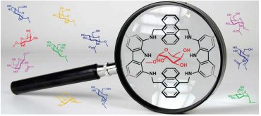 Rappresentazione schematica del complesso fra recettore artificiale e fucosio lectine