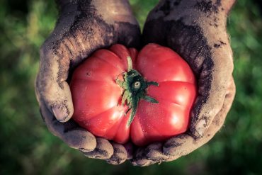 contadino mani pomodoro foto per Mangiare sicuro o sicuro di mangiare?