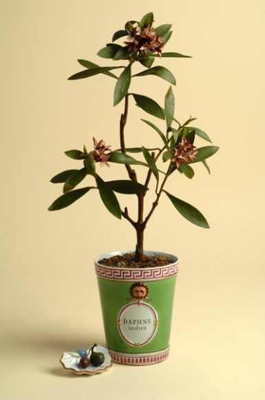 Daphne indica_modello_in_cera_(da Botanica per Mostra Fragili tesori dei principi)