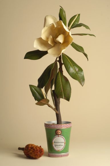 Magnolia grandiflora_modello in cera (da Botanica_per Mostra Fragili tesori dei principi)