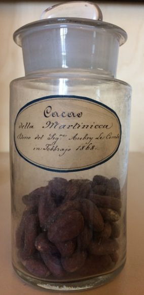 Semi di cacao provenienti dalla Martinica (da Botanica per Mostra Il cacao tra gusto dell'esotico e bevanda dell'animo)