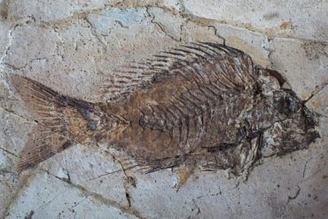 pesce fossile di Bolca
