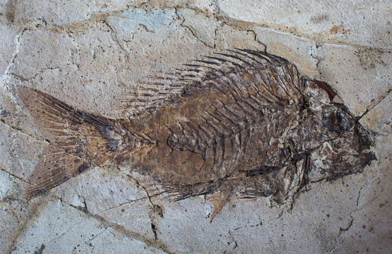 pesce fossile di Bolca ( da Paleontologia per la Mostra su Leonardo)