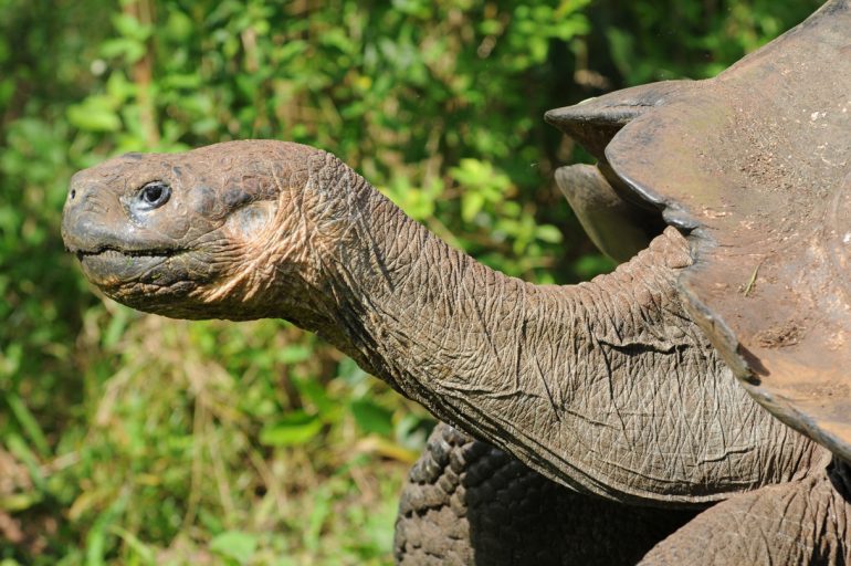 tartaruga gigante delle Galapagos George
