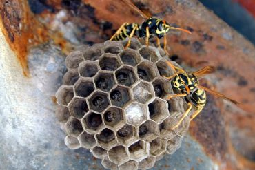 La colonia di una vespa cartonaia (Polistes dominula) usurpata da una femmina del parassita sociale (Polistes sulcifer) , in alto a sinistra insetti inquilini