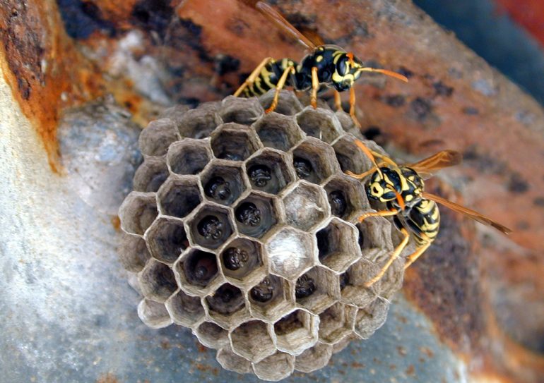 La colonia di una vespa cartonaia (Polistes dominula) usurpata da una femmina del parassita sociale (Polistes sulcifer) , in alto a sinistra insetti inquilini