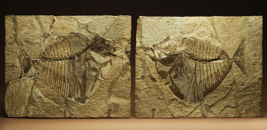 Mene Rhombea, spoglie di un pesce fossile, da Bolca (Museo di Storia Naturale). Leonardo elaborò una teoria sull'origine dei fossili come resti di vita di antichi mari