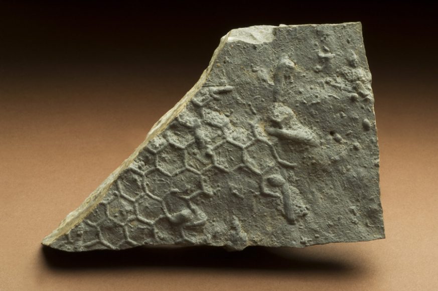 Paleodictyon - fossile con le celle (Museo di Storia Naturale) - Leonardo scoprì nei fossili tracce a forma di celle esagonali prodotte da vermi infossati nel fondale marino che si spostavano in cerca di cibo o creavano gallerie per abitazione o rifugio