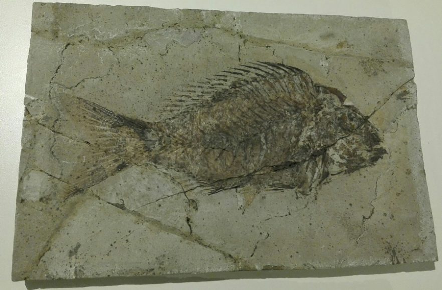 Sparnodus - Museo di Storia Naturale