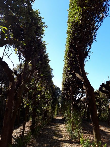 Villa La Quiete, la ragnaia, corridoio interno