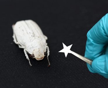Il nuovo materiale (di cui è costituita la piccola stella nella foto) a confronto con il coleottero del genere Cyphochilus