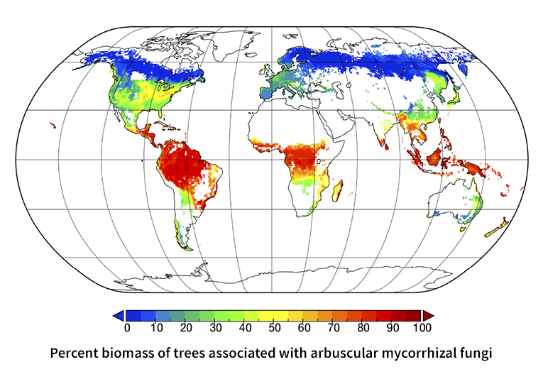 le mappe stimano la distribuzione delle associazioni simbiotiche delle tipologie ecto-micorrize, micorrize arbuscolari e azoto-fissatrici. I dati supportano la “Regola di Read” (in onore di Sir David Read, il botanico pioniere della ricerca in questo campo), che stabilisce che le simbiosi fungine micorrize arbuscolari sono più comuni nelle foreste tropicali e temperate, mentre le ectomicorrize sono più comuni nelle foreste a clima più freddo, dove la decomposizione organica è più lenta (Image credit: Brian Steidinger, Stanford University)