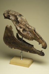 Equus_stenonis_Museo_di_Paleontologia