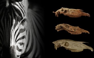 Crani in vista laterale di Equus simplicidens, Equus stenonis e Equus grevyi