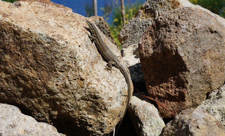 Lucertola di Lataste - Isola di Ponza - Foto di Michel Delaugerre - Riproduzione riservata