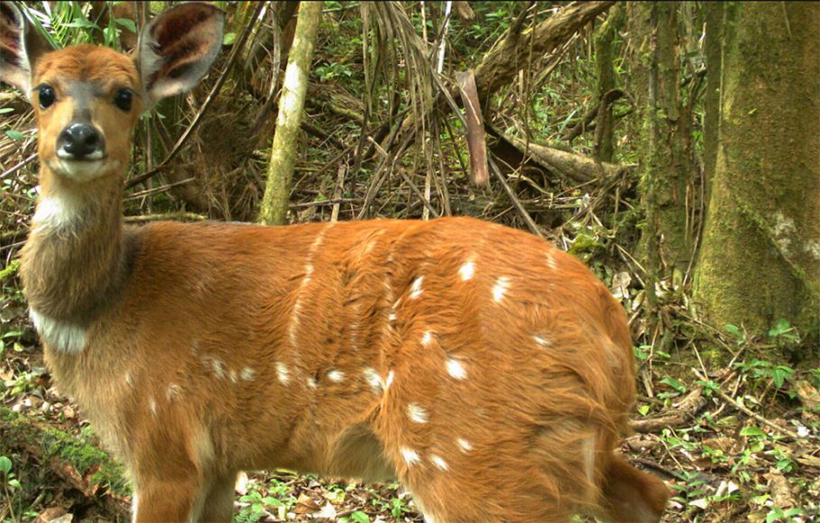 antilope - Tanzania