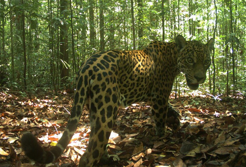 giaguaro - Brasile