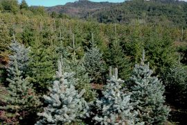 coltivazione di abeti in Casentino alberi di natale