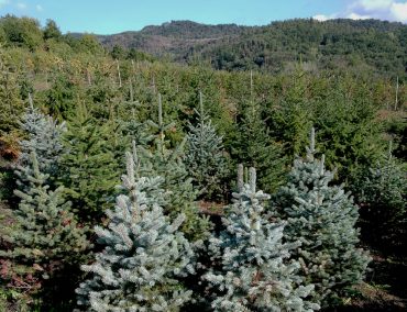 coltivazione di abeti in Casentino alberi di natale