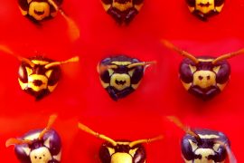 Variabilità del pattern di colorazione del clipeo - la parte centrale della faccia - nelle vespe cartonaie Polistes dominula: può essere completamente giallo o attraversato trasversalmente da una barra nera o con uno o più puntini neri - foto Rita Cervo vespe