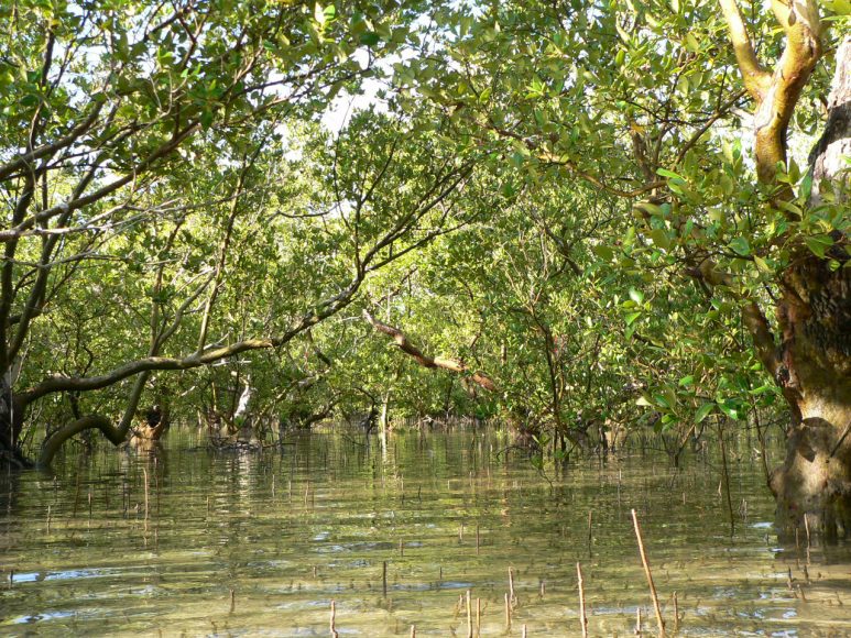 Mida Creek -Kenya