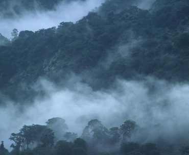 foreste pluviali - Tanzania