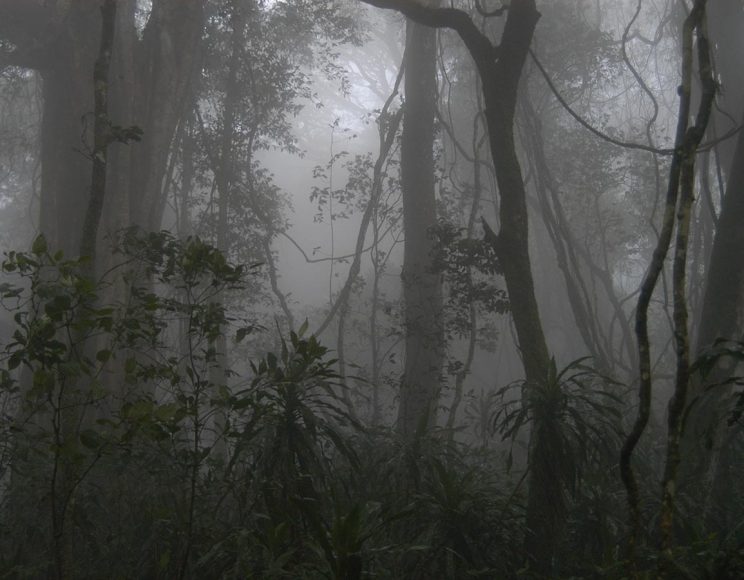 foreste pluviali - Tanzania