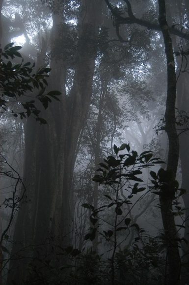 foreste pluviali - Tanzania