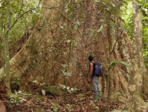 Foreste pluviali - Tanzania