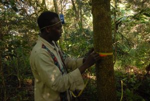 Misurazione degli alberi nei Monti Udzungwa - Tanzania