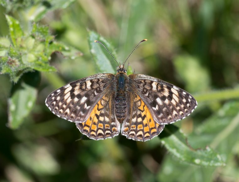 Melitaea didyma