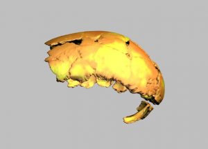 ricostruzione digitale del cranio di Homo erectus in norma laterale sinistra