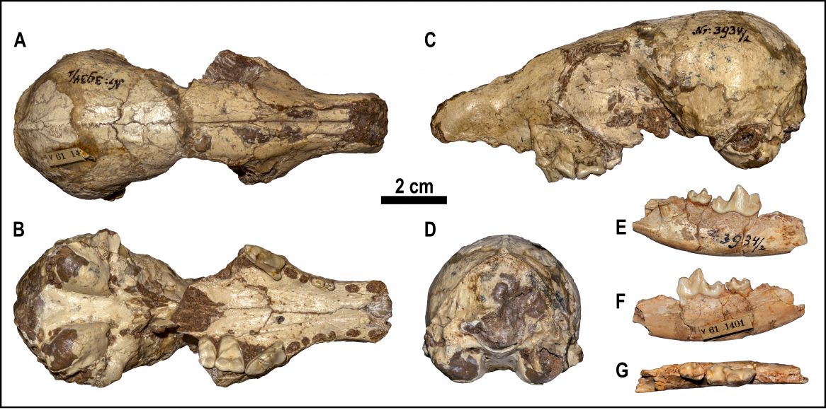 Uno degli esemplari fossili meglio conservati di volpe del Pleistocene Inferiore, l'epoca che va da 2,6 milioni a 800 mila anni fa. Campioni come questo aiutano a caratterizzare specie fossili, specialmente quando il record fossile è scarso o frammentario, come nel caso del genere Vulpes.
