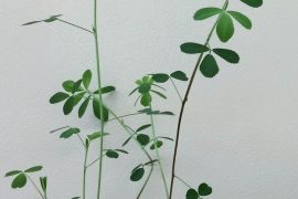 La simbiosi leguminosa-batterio: piante inoculate con rizobi (a sinistra) e piante senza rizobi (a destra).