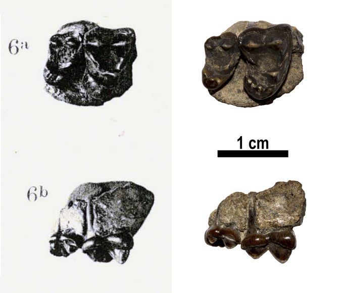 Fotografie del materiale tipo di Vulpes alopecoides nella pubblicazione originale di Domenico Del Campana del 1913 (a sinistra) e dell’esemplare conservato nelle collezioni della Sezione di Geologia e Paleontologia del Sistema Museale di Ateneo (a destra)