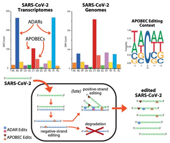 Nei grafici superiori, tra le mutazioni nei trascrittomi e nei genomi virali, sono evidenziate le mutazioni dovute agli ADAR e agli APOBEC, ed il particolare tipo di editing dovuto agli APOBEC. Nello schema inferiore è descritto un modello di come potrebbero agire gli ADAR e gli APOBEC durante la replicazione del virus.