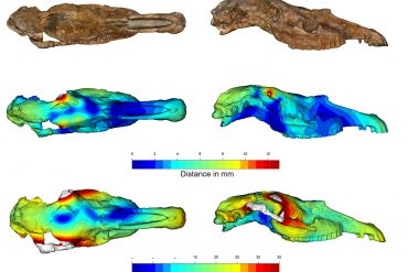 Scansione 3D del cranio tipo di Equus stenonis con i nuovi modelli retrodeformati