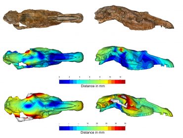 Scansione 3D del cranio tipo di Equus stenonis con i nuovi modelli retrodeformati