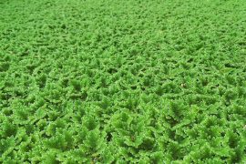 Azolla filiculoides, la felce acquatica galleggianti