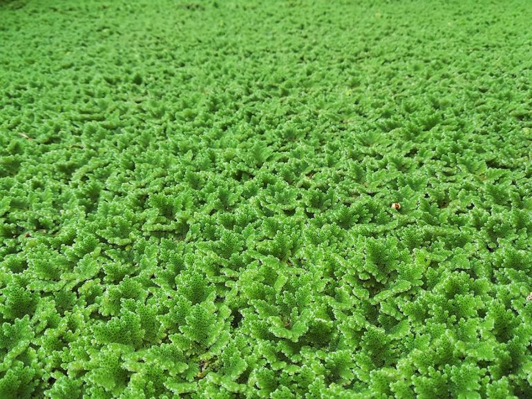 Azolla filiculoides, la felce acquatica galleggianti