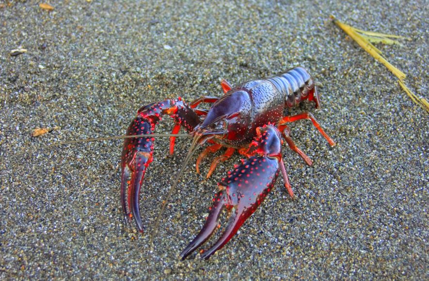 Specie invasive: gambero rosso della Louisiana - Foto Nicola Fortini - riproduzione riservata